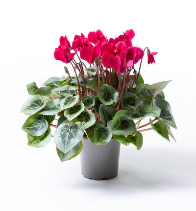 Alpefiol rød Alpefiol rød